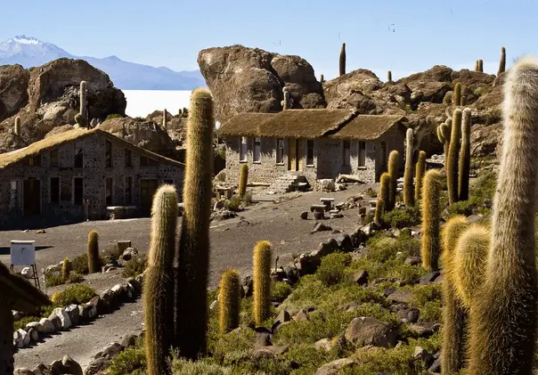 cacti-uyuni-inca-huasi
