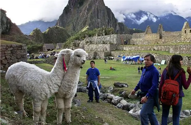 machu picchu tour from cusco llamas