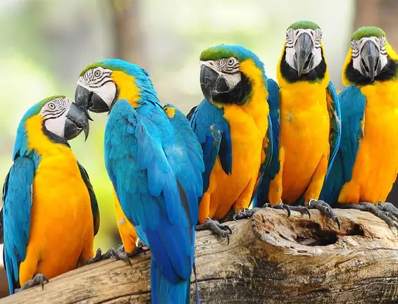 manu macaw clay lick